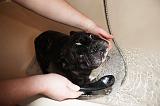 BAIN - BOULEDOGUE FRANCAIS 015